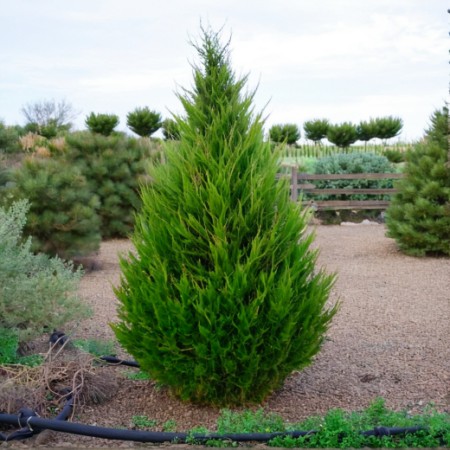 Можжевельник китайский Spartan 60-80 см
