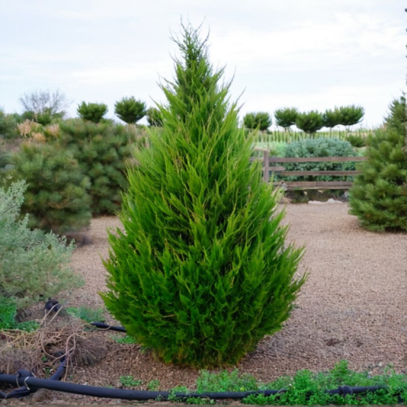 Можжевельник китайский Spartan 60-80 см