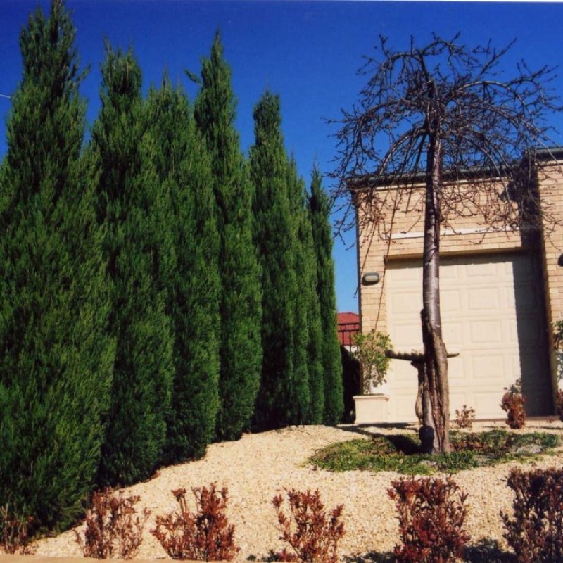 Можжевельник китайский Spartan 60-80 см