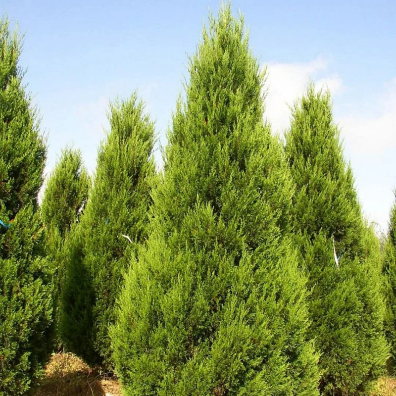 Можжевельник китайский Spartan 60-80 см