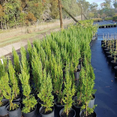 Можжевельник китайский Spartan 60-80 см