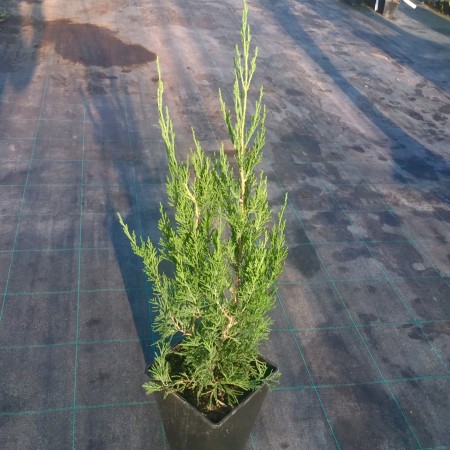 Можжевельник китайский Spartan 60-80 см