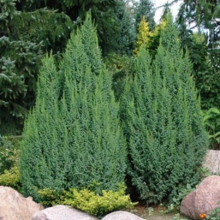 Можжевельник чешуйчатый Loderi 20-40 см