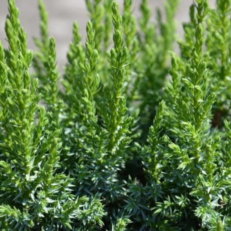 Можжевельник чешуйчатый Loderi 20-40 см