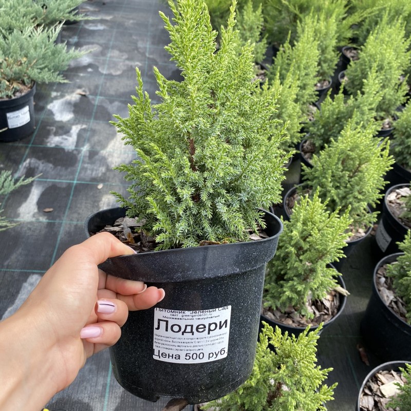 Можжевельник чешуйчатый Loderi 20-40 см