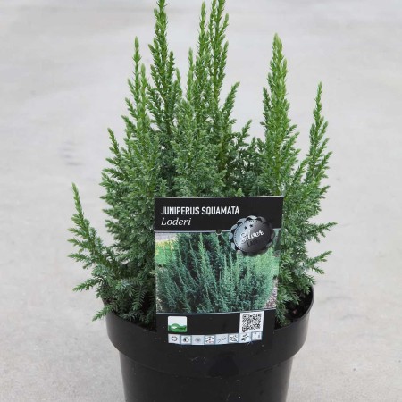 Можжевельник чешуйчатый Loderi 20-40 см