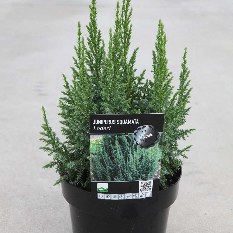 Можжевельник чешуйчатый Loderi 20-40 см