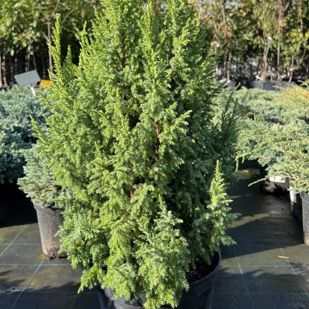 Можжевельник чешуйчатый Loderi 20-40 см