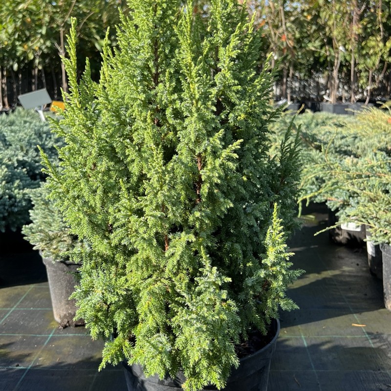 Можжевельник чешуйчатый Loderi 20-40 см