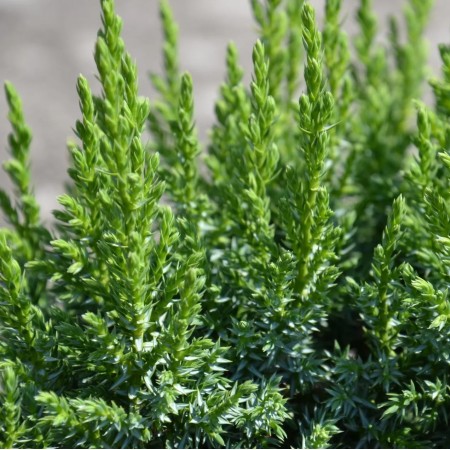 Можжевельник чешуйчатый Loderi 20-40 см