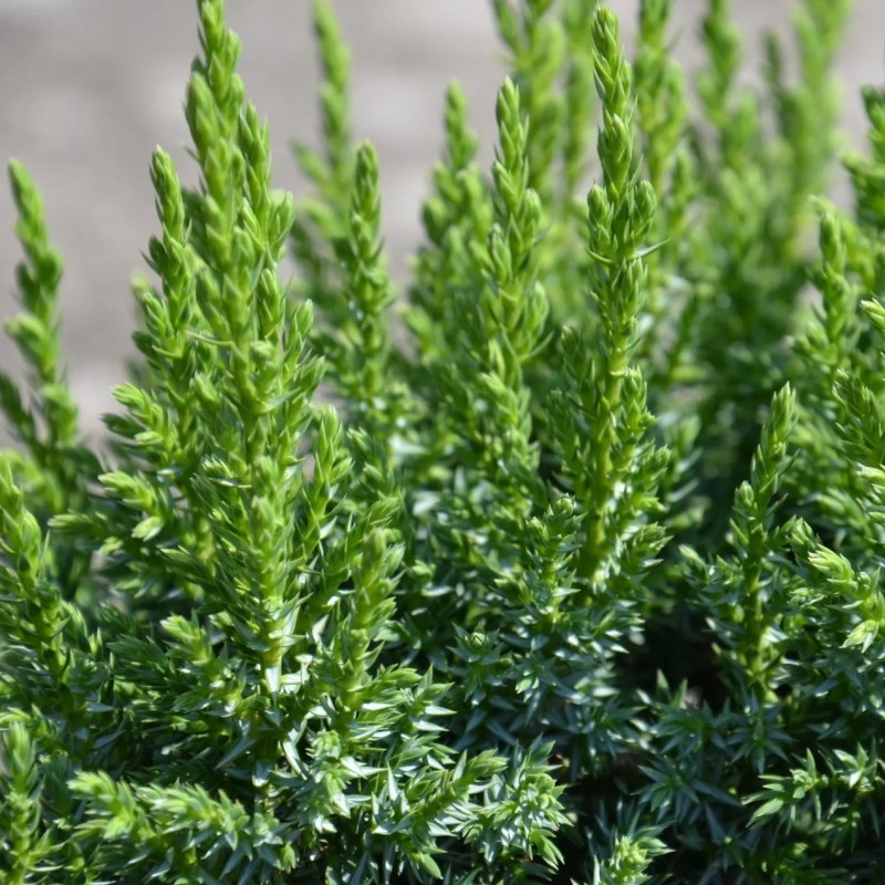 Можжевельник чешуйчатый Loderi 20-40 см