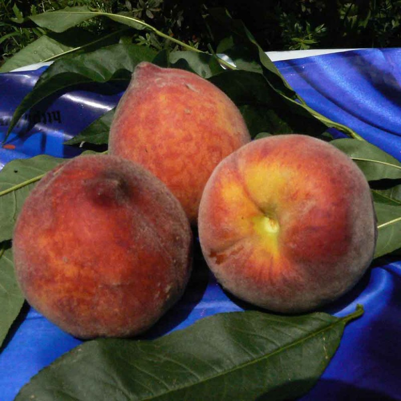 Персик Фоварита Мореттини