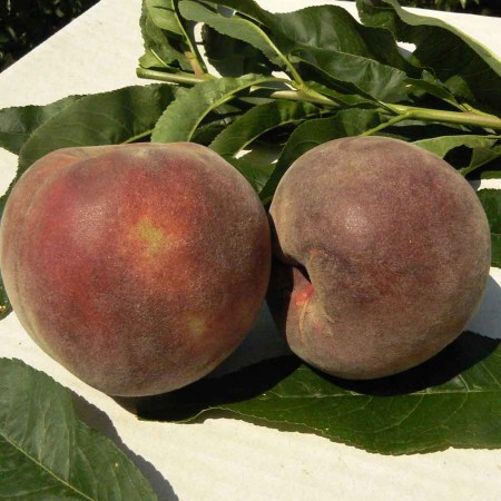 Персик Алвандра Alvandra