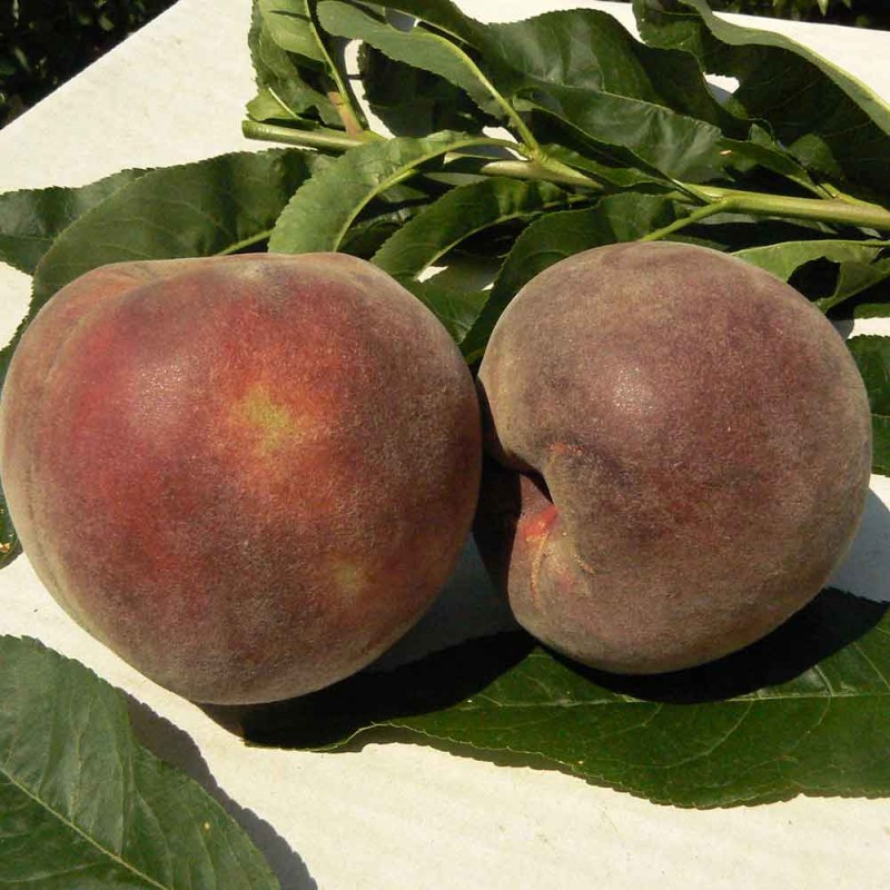 Персик Алвандра Alvandra