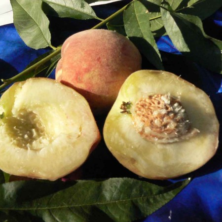 Персик  Аксу