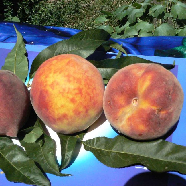 Персик Медисон