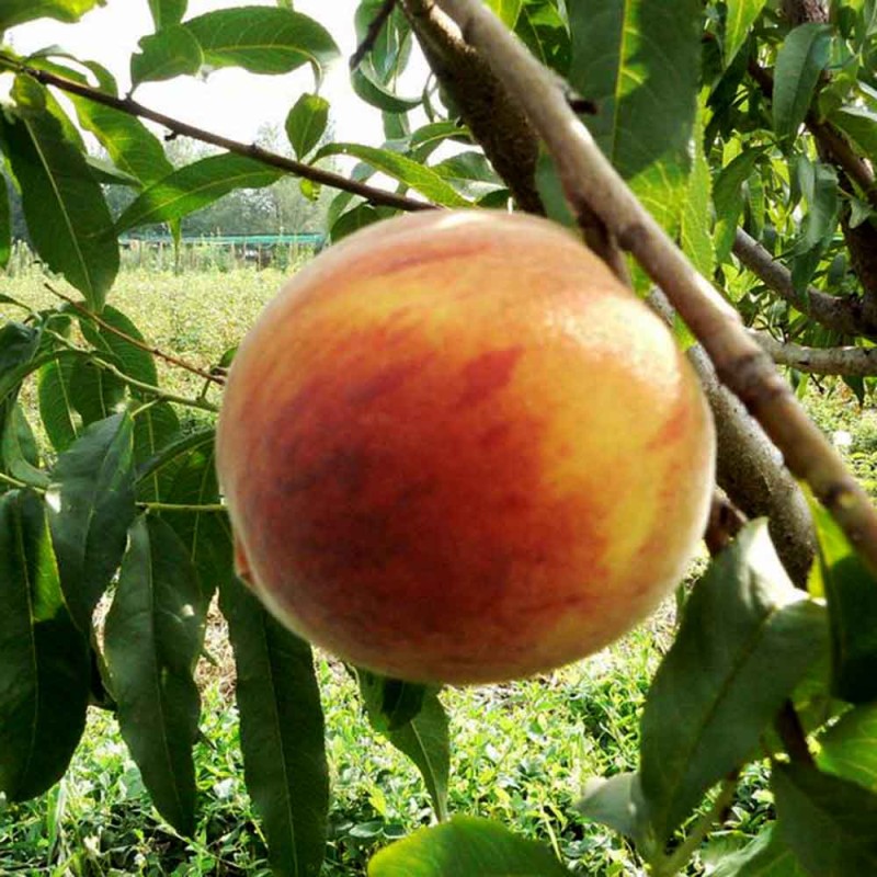 Персик Диксиред