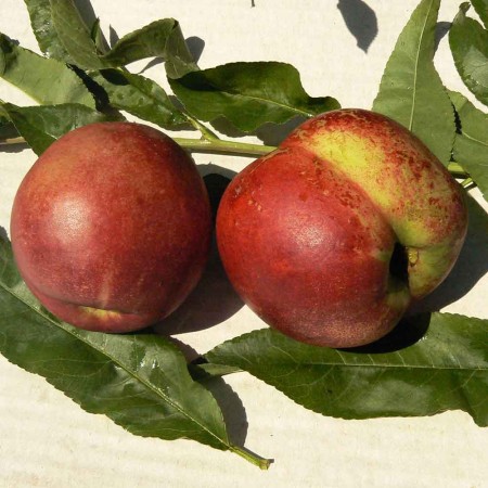 Персик Римское серебро