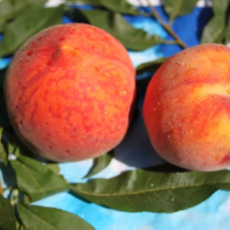 Персик Подарок Тастака