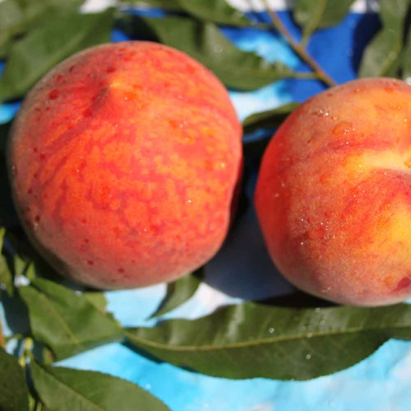 Персик Подарок Тастака