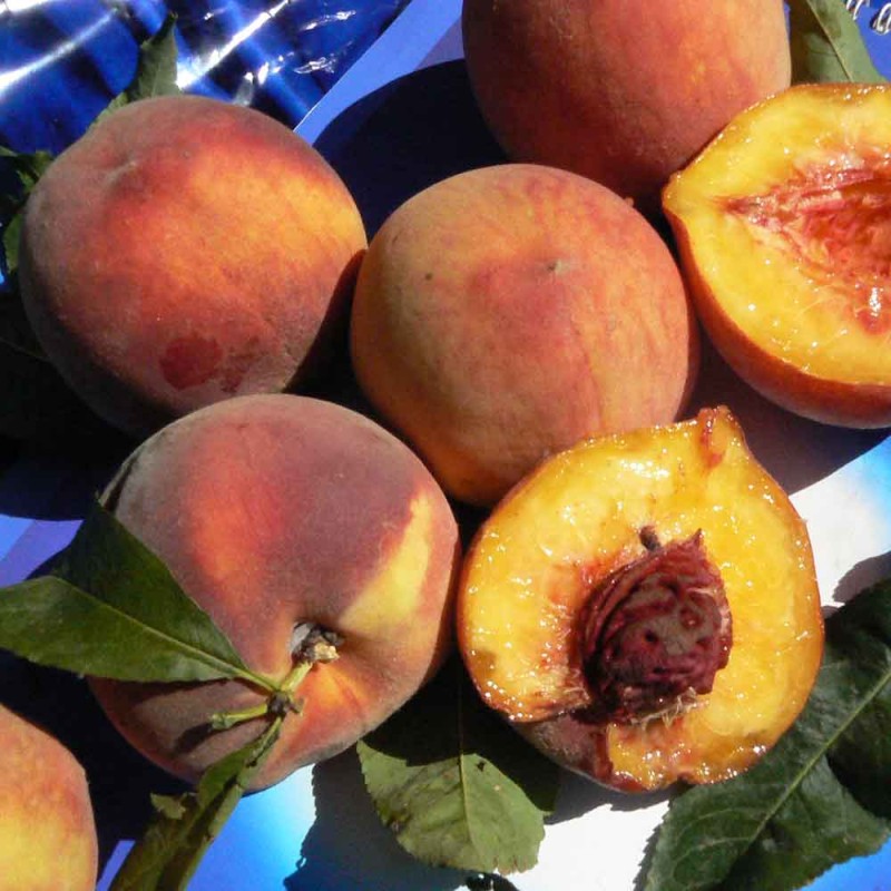 Персик Алматинский