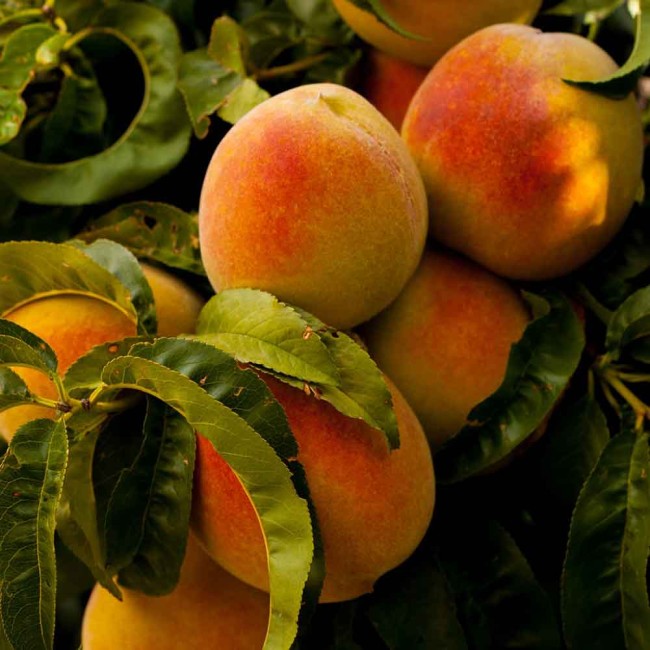 Персик Августин