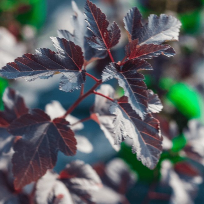 Пузыреплодник калинолистный Diabolo