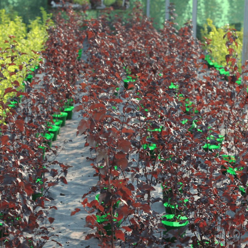 Пузыреплодник калинолистный Diabolo