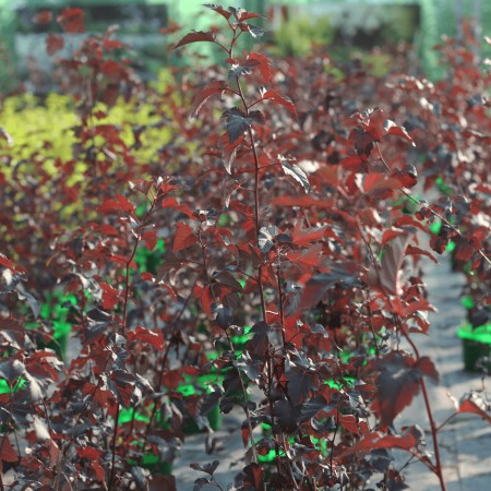 Пузыреплодник калинолистный Diabolo