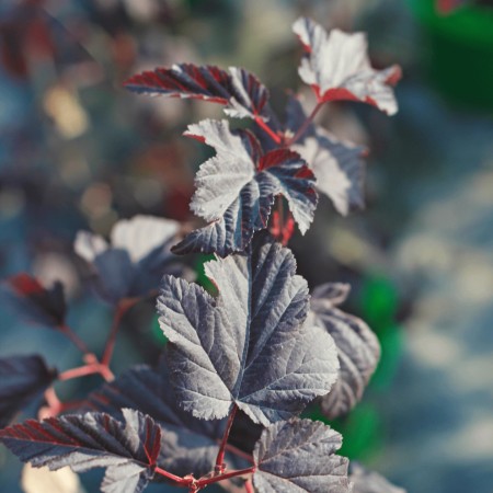 Пузыреплодник калинолистный Lady in Red