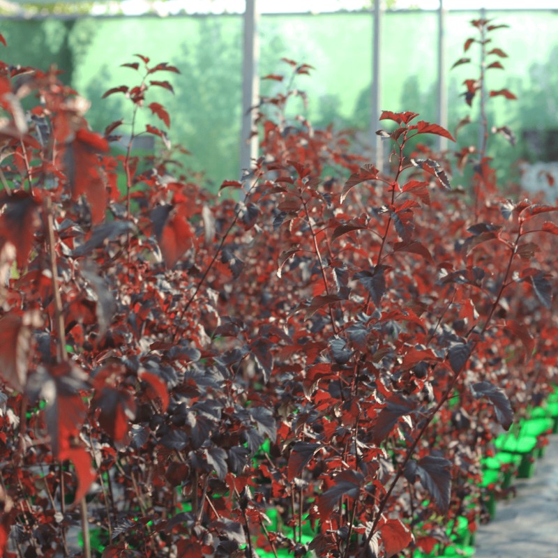 Пузыреплодник калинолистный Lady in Red