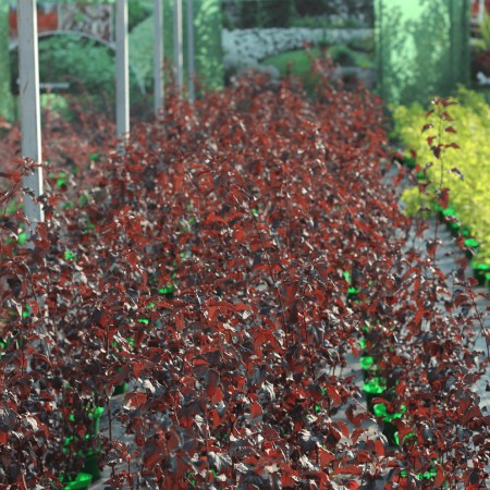 Пузыреплодник калинолистный Lady in Red