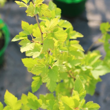 Пузыреплодник калинолистный Dart`s Gold