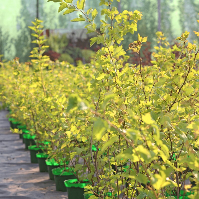 Пузыреплодник калинолистный Dart`s Gold