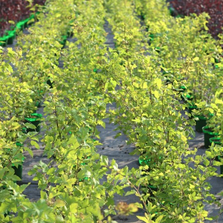 Пузыреплодник калинолистный Dart`s Gold