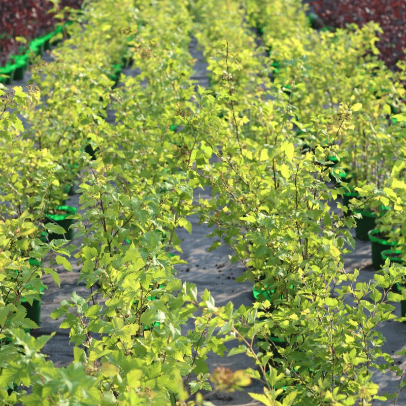 Пузыреплодник калинолистный Dart`s Gold