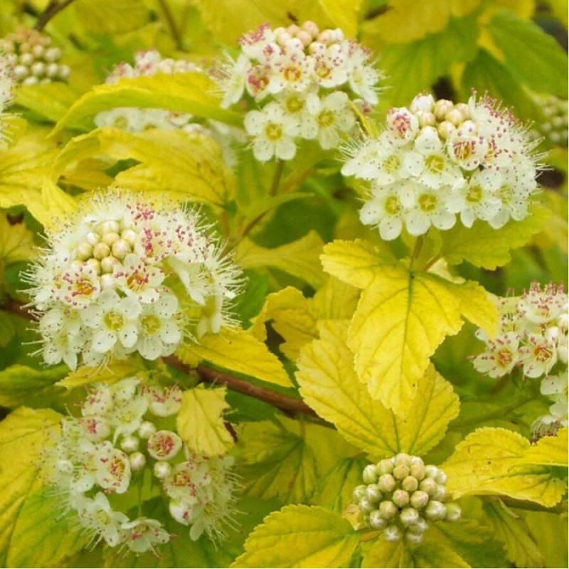 Пузыреплодник калинолистный "Дартс Голд"