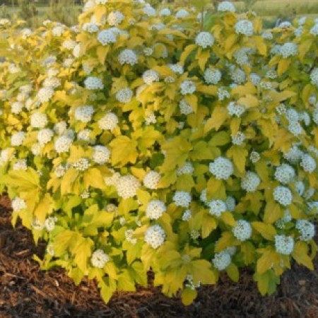 Пузыреплодник калинолистный "Дартс Голд"