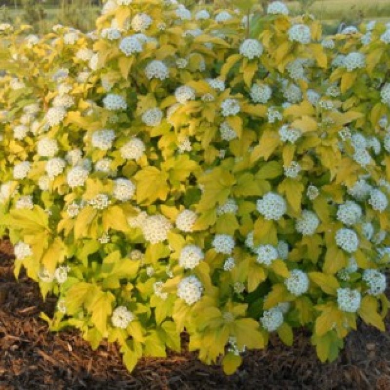 Пузыреплодник калинолистный "Дартс Голд"