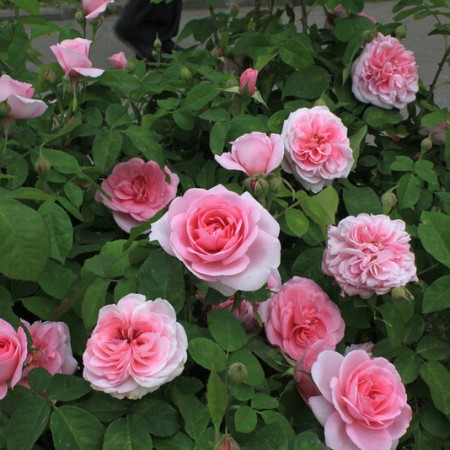 Гертруда Джекилл