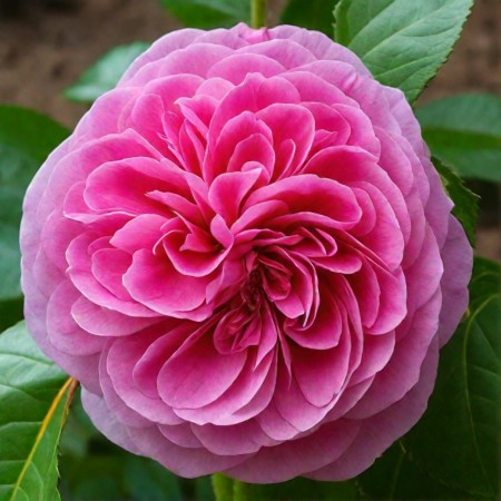 Гертруда Джекилл