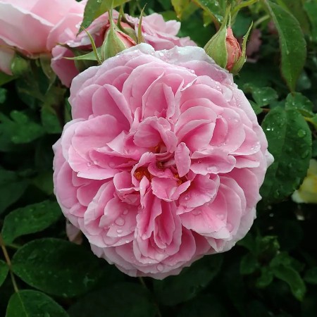 Гертруда Джекилл