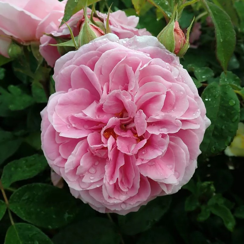 Гертруда Джекилл