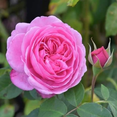 Гертруда Джекилл