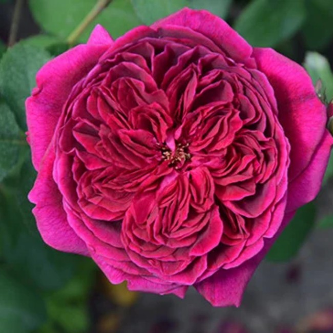 Дарси Басселл