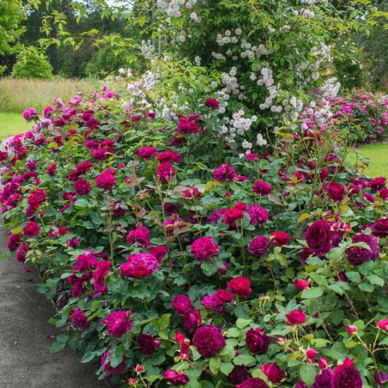 Дарси Басселл