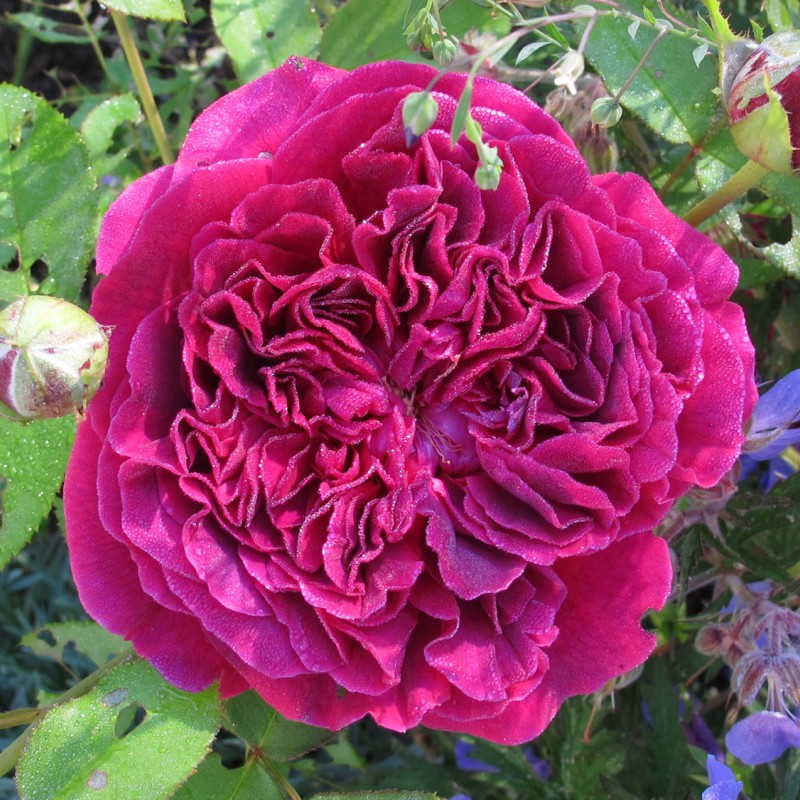 Дарси Басселл