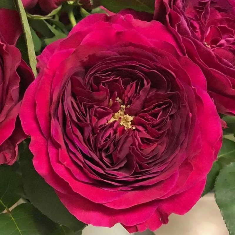 Дарси Басселл