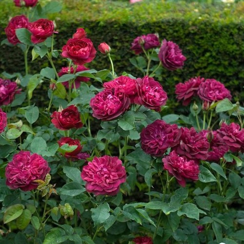 Дарси Басселл