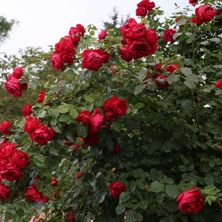 Флорентина